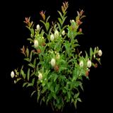 Sugar Shack Buttonbush