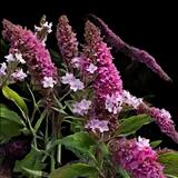 Pink Butterfly Bush