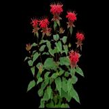 'Jacob Cline' Bee Balm