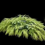 Golden Japanese Forest Grass