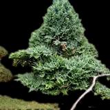 Japanese Garden Juniper