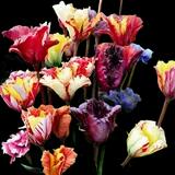 Parrot Tulip Mix