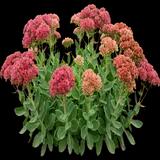 Autumn Fire Stonecrop