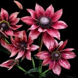 Cherry Brandy Black-eyed Susan