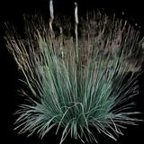 Blue Heaven Little Bluestem