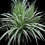 Japanese Sedge