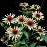 Green Twister Coneflower