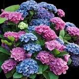LA Dreamin' Hydrangea