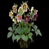 Lenten Rose Hybrid Mix