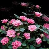 Knock Out Rose