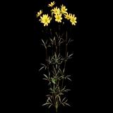 Prairie Coreopsis