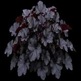 Obsidian Coral Bells