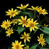 False Sunflower