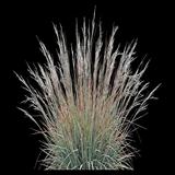 Little Bluestem