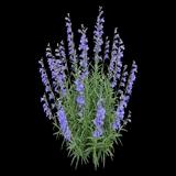 Blue Springs Penstemon