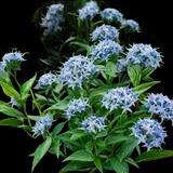Blue Star Amsonia