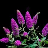 Color Crush Butterfly Bush