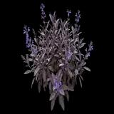 Purple Sage