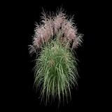 Japanese Silver Grass 'Nippon'