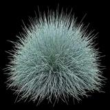 Elijah Blue Fescue