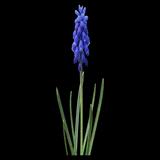 Grape Hyacinth