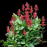 Cardinal Flower