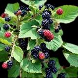 Triple Crown Blackberry