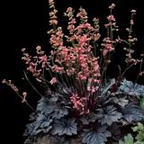 Timeless Night Coral Bells