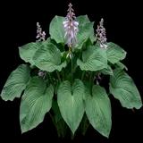Empress Wu Hosta