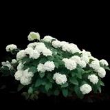 Incrediball Hydrangea