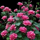 Double Knock Out Rose