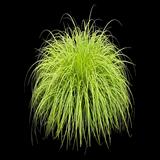 Everillo Sedge