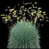 Blue Grama Blonde Ambition