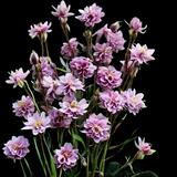 Columbine Double Flowers