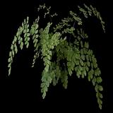 Maidenhair Fern