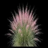 Pink Muhly Grass