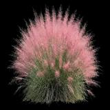 Pink Muhly Grass