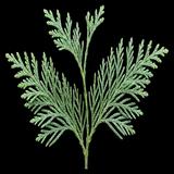 Hodgins' cypress