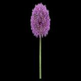 Globemaster Allium