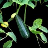 Astia Zucchini