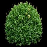 Green Velvet Boxwood