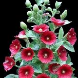 Hollyhock Country Mix