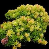 Angelina Stonecrop