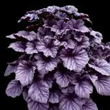Wildberry Coral Bells