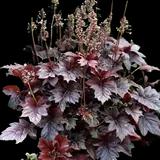 Palace Purple Coral Bells