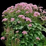 Spotted Joe-Pye Weed