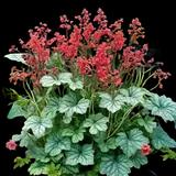 Mixed Coral Bells