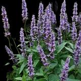 Hummingbird Mint