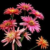Zinnia Raggedy Ann