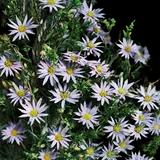 New Mexico Aster My Antonia